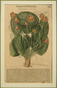 Nimphea Lutea, eine botanische Tafel aus den Discorsi von Pietro Andrea Mattioli, veröffentlicht in Venedig, 1570
