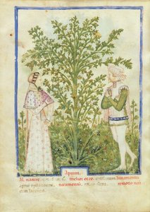 Sellerie, aus Tacuinum Sanitatis, ca. 1390-1400