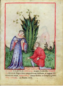 Frucht der Alraune, aus Tacuinum Sanitatis, ca. 1390-1400 von Italian School