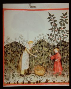 Nova 2644 f.32r Dill sammeln, Tacuinum Sanitatis Codex Vindobonensis von Italian School