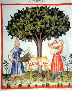 Nova 2644 fol.14r Muskatnuss sammeln, aus Tacuinum Sanitatis von Italian School