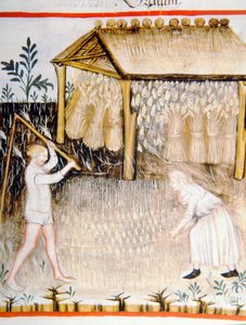 Nova 2644 fol.44r Gerste dreschen, aus Tacuinum Sanitatis von Italian School
