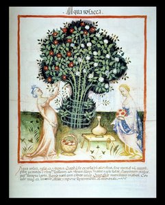 Nova 2644 fol.93r Rosenwasser, aus dem Tacuinum Sanitatis Codex Vindobonensis von Italian School