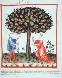 Nove 2644 fol.10v Walnüsse sammeln, aus Tacuinum Sanitatis Codex Vindobonensis von Italian School
