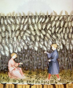 Ernte von Weizen, aus Tacuinum Sanitatis von Italian School
