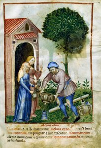 Olivenöl, Miniatur aus Tacuinum Sanitatis von Italian School