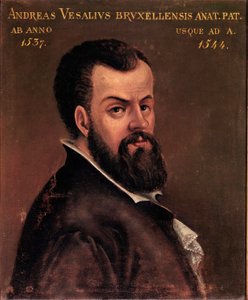 Porträt von Andre Vesale (Andreas Vesalius) (1514-1564), Anatom und Arzt von Karl V. 16. Jahrhundert Padua, Universität