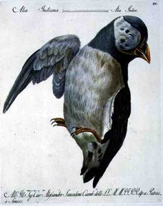 Papageitaucher, ca. 1767-76