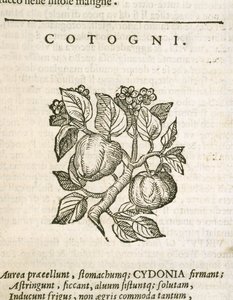 Quitte (Cydonia oblonga), Gravur von Castore Durante