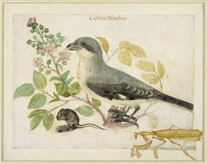Würger und eine Gottesanbeterin (für das Cassiano dal Pozzo Papiermuseum) von Italian School
