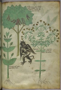 Sloane 4016 f.103 Miniatur von Pflanzen und einem Dämon: das Kraut Ypericon, das angeblich Dämonen abwehrt, aus 