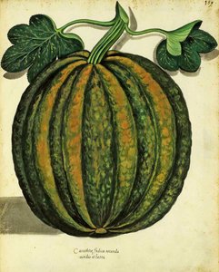 Kürbis von Ulisse Aldrovandi (1522 – 1605) Platte veröffentlicht in Piante Fiori Frutti von Italian School