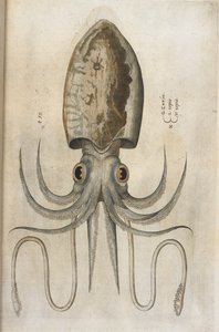 Tintenfisch, Illustration aus 