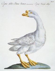 Schwan von Italian School