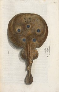 Zitterrochen, Illustration aus 