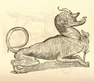 Illustration von Canis monstroso capite aus Aldrovandis Geschichte der Monster, 1642 von Italian School