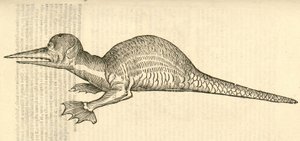 Illustration von Draco marinus monophthalmos bipes aus Aldrovandis Geschichte der Monster, 1642 von Italian School