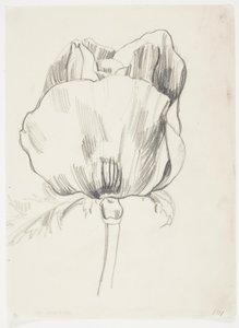 Mohn von J.A. Jerichau