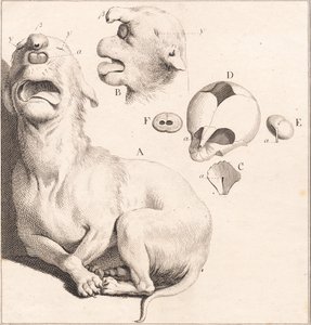 Ein Missgebilde eines Hundewelpen