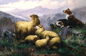 Schäferhunde und Schafe in den schottischen Highlands