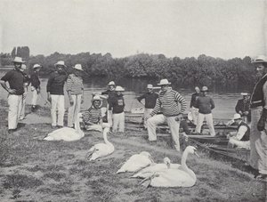 Schwanenfang auf der Themse, Untersuchung der alten Vögel von J. Benjamin Stone
