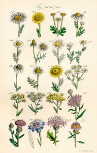 Seite mit Farbabbildungen aus British Wild Flowers nach einem Werk von J. E. Sowerby und C. P. Johnson von J. E. and Johnson C. P.  Sowerby