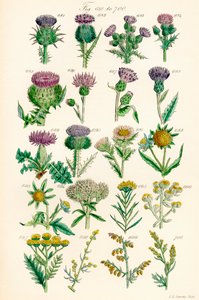 Seite mit Farbabbildungen aus British Wild Flowers nach einem Werk von J. E. Sowerby und C. P. Johnson von J. E. and Johnson C. P.  Sowerby