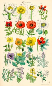 Seite mit Farbabbildungen aus British Wild Flowers nach einem Werk von J. E. Sowerby und C. P. Johnson von J. E. and Johnson C. P.  Sowerby
