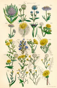 Seite mit Farbabbildungen aus British Wild Flowers nach einem Werk von J. E. Sowerby und C. P. Johnson von J. E. and Johnson C. P.  Sowerby