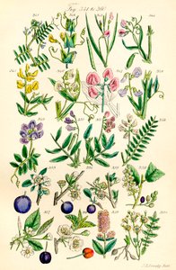 Seite mit Farbabbildungen aus British Wild Flowers nach einem Werk von J. E. Sowerby und C. P. Johnson von J. E. and Johnson C. P.  Sowerby