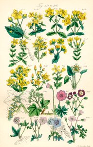Seite mit Farbabbildungen aus British Wild Flowers nach einem Werk von J. E. Sowerby und C. P. Johnson von J. E. and Johnson C. P.  Sowerby