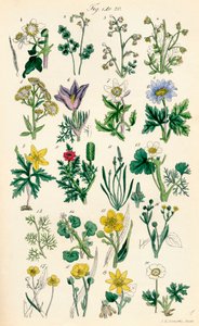Seite mit Farbabbildungen aus British Wild Flowers nach einem Werk von J. E. Sowerby und C. P. Johnson von J. E. and Johnson C. P.  Sowerby