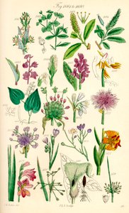 Seite mit Farbabbildungen aus British Wild Flowers nach einem Werk von J. E. Sowerby und C. P. Johnson von J. E. and Johnson C. P.  Sowerby