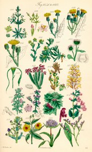 Seite mit Farbabbildungen aus British Wild Flowers nach einem Werk von J. E. Sowerby und C. P. Johnson von J. E. and Johnson C. P.  Sowerby