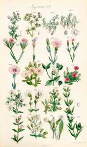 Seite mit Farbabbildungen aus British Wild Flowers nach einem Werk von J. E. Sowerby und C. P. Johnson von J. E. and Johnson C. P.  Sowerby