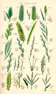 Seite mit Farbabbildungen aus British Wild Flowers nach einem Werk von J. E. Sowerby und C. P. Johnson von J. E. and Johnson C. P.  Sowerby