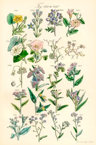 Seite mit Farbabbildungen aus British Wild Flowers nach einem Werk von J. E. Sowerby und C. P. Johnson von J. E. and Johnson C. P.  Sowerby