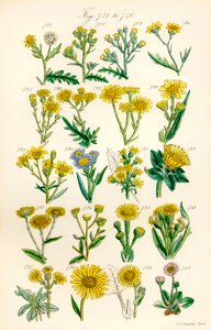 Seite mit Farbabbildungen aus British Wild Flowers nach einem Werk von J. E. Sowerby und C. P. Johnson von J. E. and Johnson C. P.  Sowerby
