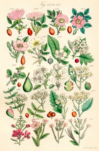 Seite mit Farbabbildungen aus British Wild Flowers nach einem Werk von J. E. Sowerby und C. P. Johnson von J. E. and Johnson C. P.  Sowerby