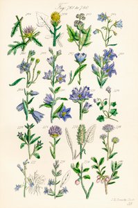 Seite mit Farbabbildungen aus British Wild Flowers nach einem Werk von J. E. Sowerby und C. P. Johnson von J. E. and Johnson C. P.  Sowerby