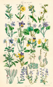 Seite mit Farbabbildungen aus British Wild Flowers nach einem Werk von J. E. Sowerby und C. P. Johnson von J. E. and Johnson C. P.  Sowerby