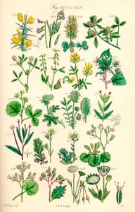 Seite mit Farbabbildungen aus British Wild Flowers nach einem Werk von J. E. Sowerby und C. P. Johnson von J. E. and Johnson C. P.  Sowerby