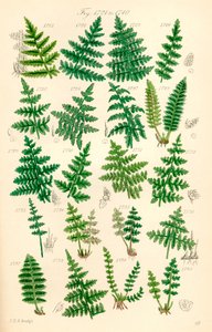 Seite mit Farbabbildungen aus British Wild Flowers nach einem Werk von J. E. Sowerby und C. P. Johnson von J. E. and Johnson C. P.  Sowerby