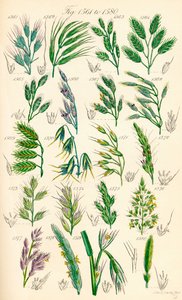 Seite mit Farbabbildungen aus British Wild Flowers nach einem Werk von J. E. Sowerby und C. P. Johnson von J. E. and Johnson C. P.  Sowerby