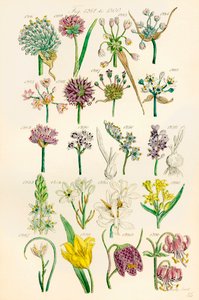 Seite mit Farbabbildungen aus British Wild Flowers nach einem Werk von J. E. Sowerby und C. P. Johnson von J. E. and Johnson C. P.  Sowerby