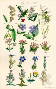 Seite mit Farbabbildungen aus British Wild Flowers nach einem Werk von J. E. Sowerby und C. P. Johnson von J. E. and Johnson C. P.  Sowerby