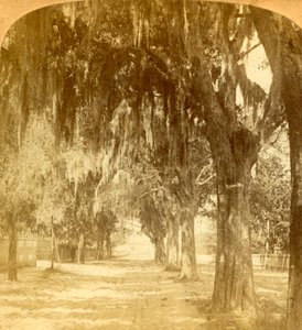 Eingang zu St. Augustine, Florida, USA, 1901