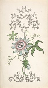 Entwurf für eine Paneeldekoration mit einer Passionsblume, 1828-40 von J Hulme