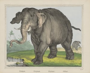 Elefant