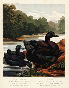 Schwarze Ostindische Enten und schwarze Cayuga-Enten